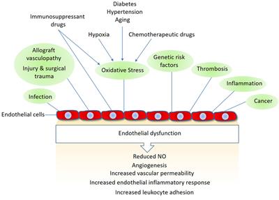 Defenders and Challengers of Endothelial Barrier Function